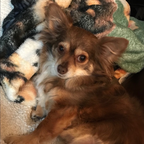 Meet your Posher, Lainie - Picture 2 of 2